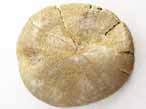 Oursin irregulier fossile Nucleolites (Echinobrissus) du jurassique Boulonnais