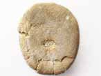 Oursin irregulier fossile Nucleolites (Echinobrissus) du jurassique Boulonnais