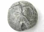 Oursin irregulier fossile Nucleolites (Echinobrissus) du jurassique Boulonnais