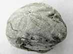 Oursin irregulier fossile Nucleolites (Echinobrissus) du jurassique Boulonnais