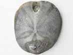 Oursin irregulier fossile Nucleolites (Echinobrissus) du jurassique Boulonnais