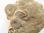 Oursins irreguliers fossiles Nucleolites (Echinobrissus) du jurassique Boulonnais