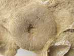 Oursins irreguliers fossiles Nucleolites (Echinobrissus) du jurassique Boulonnais