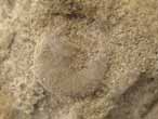 Oursins irreguliers fossiles Nucleolites (Echinobrissus) du jurassique Boulonnais