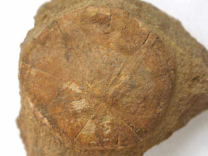 Oursin fossile Pygurus jurensis jurassique Boulonnais