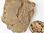 Pygurus fossile du jurassique Boulonnais