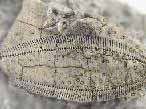 Pygurus blumenbachii fossile du jurassique Boulonnais