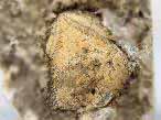Pygurus fossile du jurassique Boulonnais