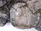 Pygurus fossile du jurassique Boulonnais