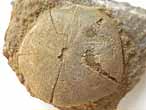 Pygurus fossile du jurassique Boulonnais