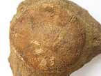Pygurus fossile du jurassique Boulonnais