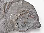Pygurus blumenbachii fossile du jurassique Boulonnais