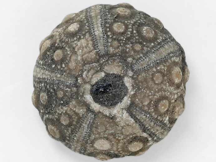 Acrosalenia oursin fossile jurassique Boulonnais