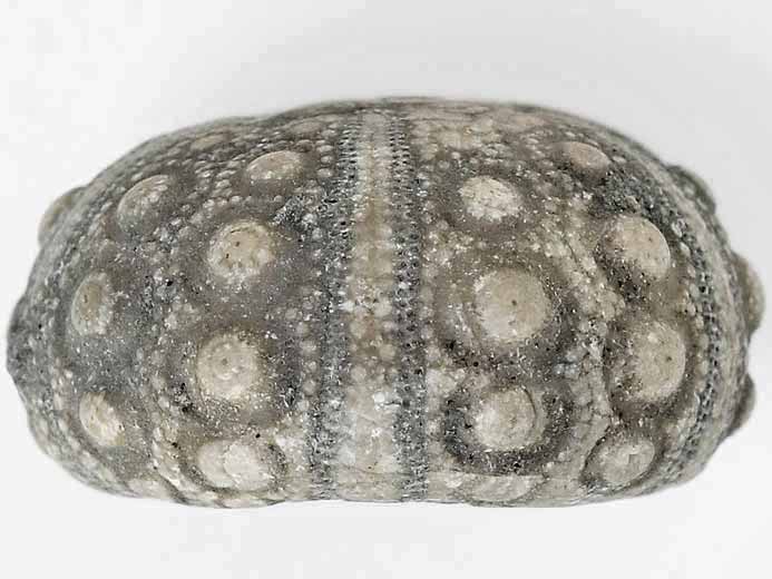 Acrosalenia oursin fossile jurassique Boulonnais