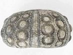 jore105a.jpg
