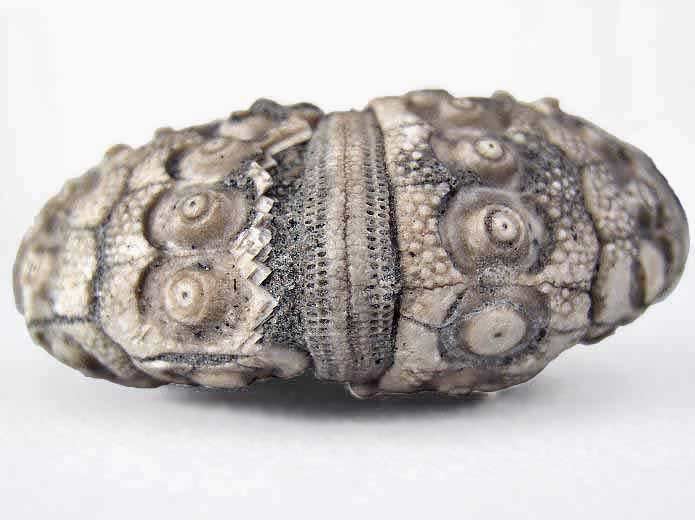 Polycidaris legayi oursin fossile jurassique Boulonnais
