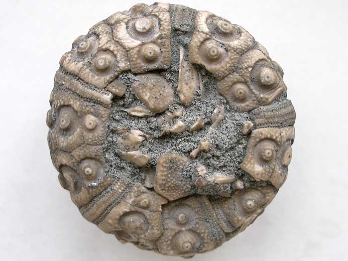 Polycidaris legayi oursin fossile jurassique Boulonnais