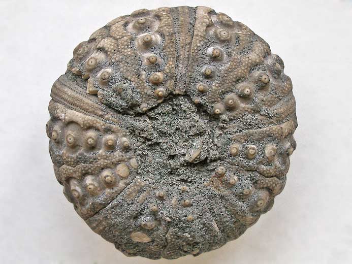 Polycidaris legayi oursin fossile jurassique Boulonnais