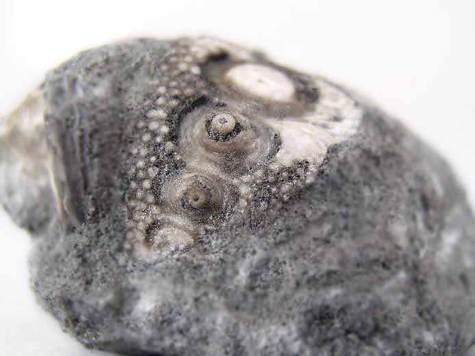 Polycidaris legayi oursin fossile jurassique Boulonnais
