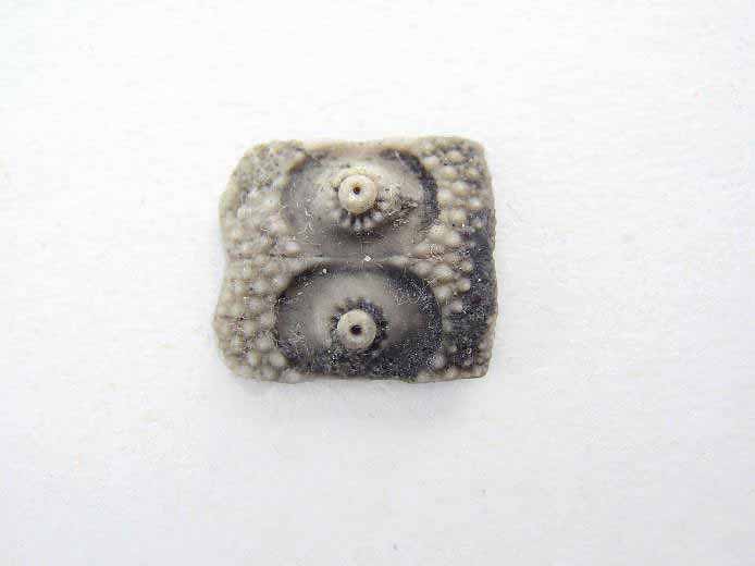 Polycidaris legayi oursin fossile jurassique Boulonnais