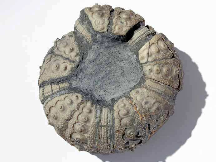 Polycidaris legayi oursin fossile jurassique Boulonnais