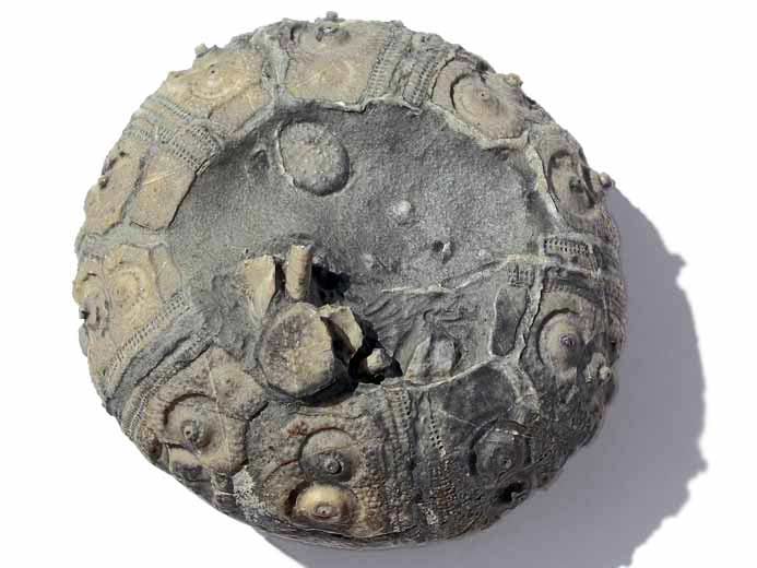 Polycidaris legayi oursin fossile jurassique Boulonnais