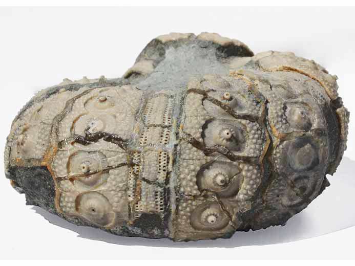 Polycidaris legayi oursin fossile jurassique Boulonnais