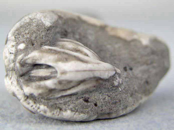 Hemicidaridae fossile jurassique Boulonnais