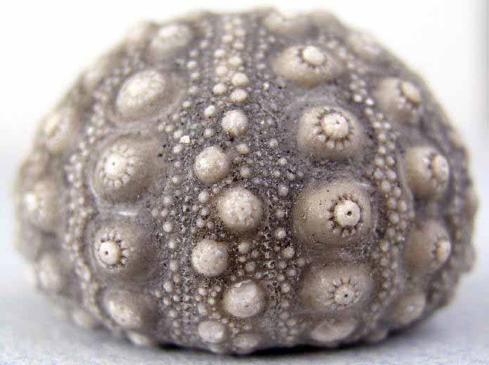 image Hemicidaridae fossile jurassique Boulonnais
