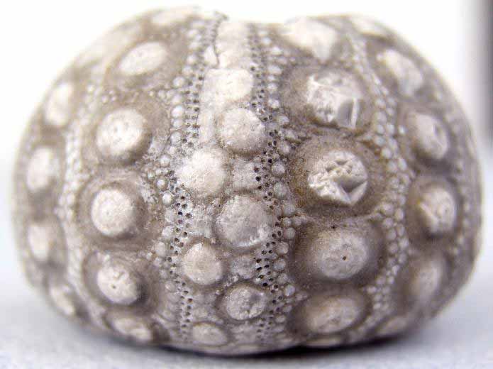 image Hemicidaridae fossile jurassique Boulonnais