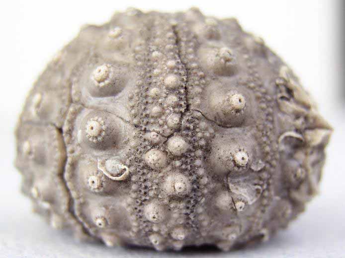 image Hemicidaridae fossile jurassique Boulonnais