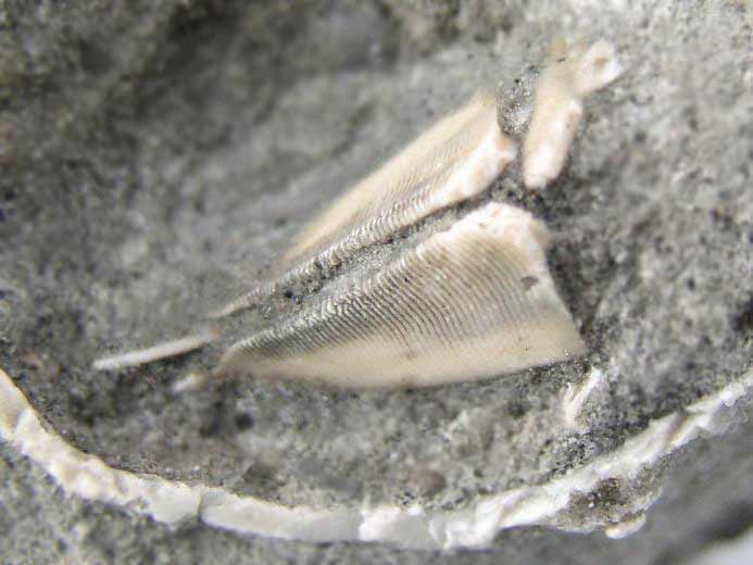image Hemicidaridae fossile jurassique Boulonnais