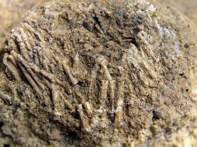 Hemicidaridae fossile jurassique Boulonnais