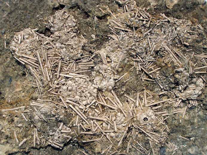 Hemicidaridae fossile jurassique Boulonnais