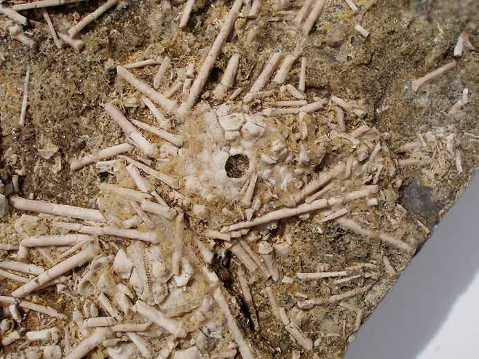 Hemicidaridae fossile jurassique Boulonnais