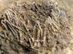 Oursin rgulier fossile du jurassique Boulonnais