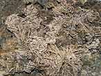 Oursin rgulier fossile du jurassique Boulonnais COPYRIGHT P.TITREN