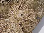 Oursin rgulier fossile du jurassique Boulonnais COPYRIGHT P.TITREN