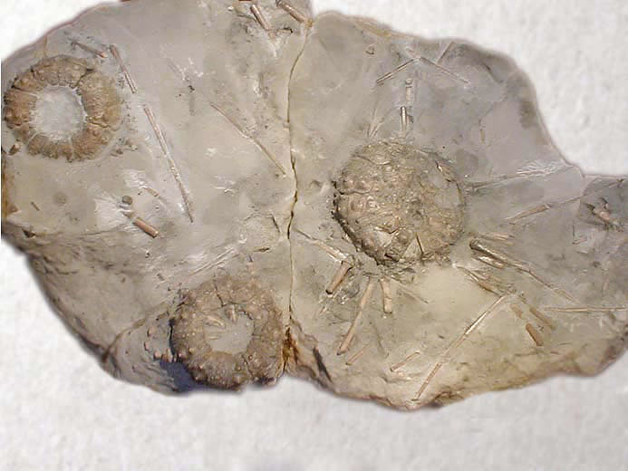 Hemicidaris fossile jurassique Boulonnais COLLECTION PRIVEE A