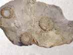 Oursin rgulier Hemicidaris fossile du jurassique Boulonnais COLLECTION PRIVEE A
