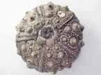 Oursin rgulier Hemicidaris purbeckensis : varit glasvillei fossile du jurassique Boulonnais