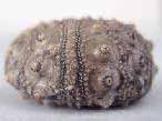 Oursin rgulier Hemicidaris purbeckensis : varit glasvillei fossile du jurassique Boulonnais
