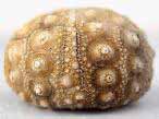 Oursin rgulier Hemicidaris purbeckensis fossile du jurassique Boulonnais
