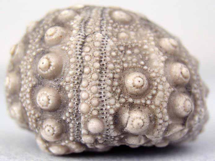 Hemicidaris oursin insolite fossile jurassique Boulonnais