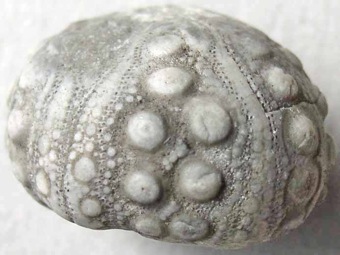 Hemicidaris hexamre oursin insolite fossile jurassique Boulonnais