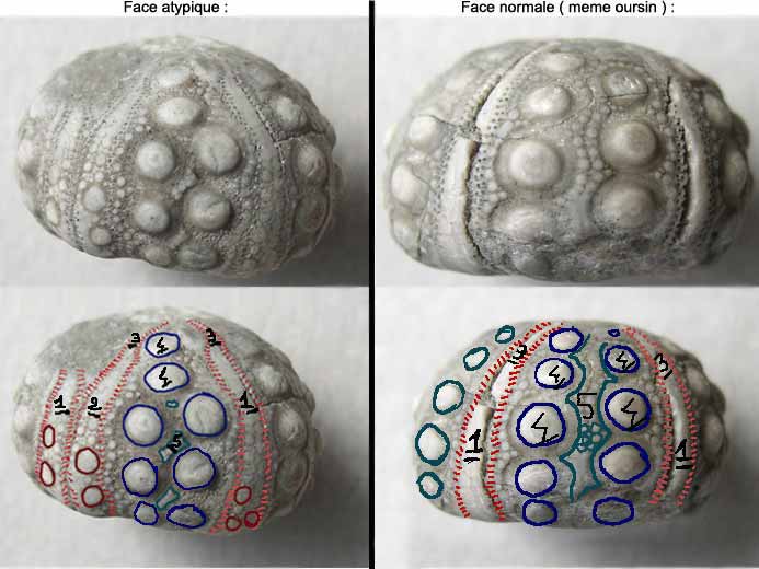 Hemicidaris hexamre oursin insolite fossile jurassique Boulonnais