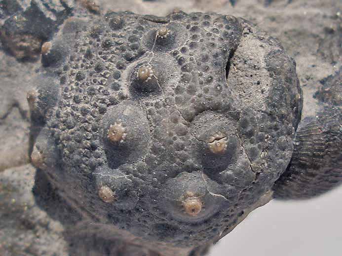 Hemicidaris oursin insolite fossile jurassique Boulonnais