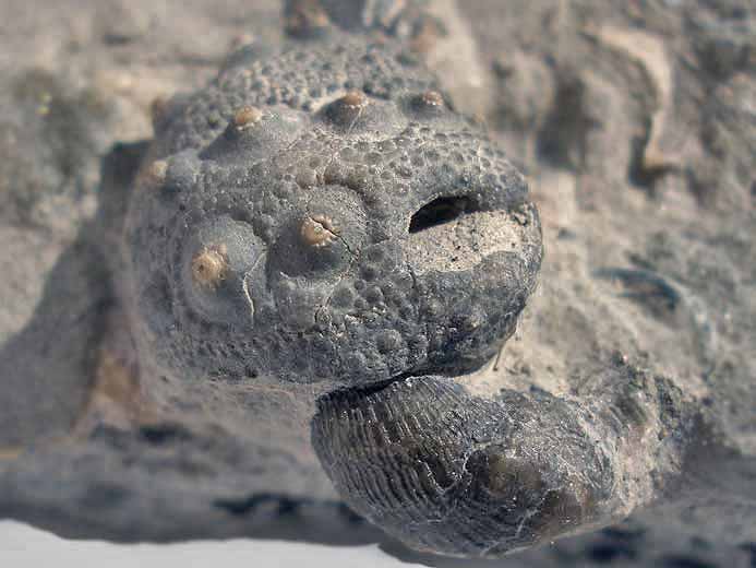 Hemicidaris oursin insolite fossile jurassique Boulonnais