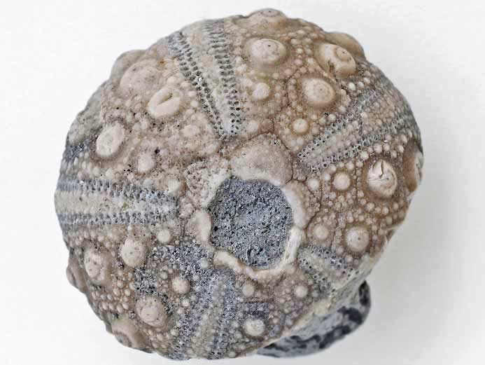 Hemicidaris oursin insolite : tubercule imperfor fossile jurassique Boulonnais