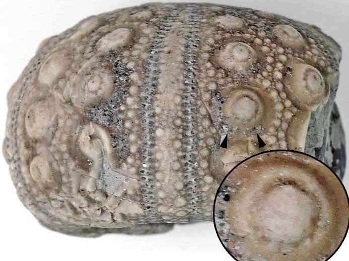 Hemicidaris oursin insolite : tubercule imperfor fossile jurassique Boulonnais